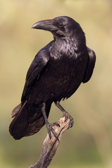 Raven Drawing Reference, Animal Photo Reference, Ravens Reference, Raven Art Drawing, Raven Photos, Ravens Bird, Crow Reference, Raven Reference, Raven Animal