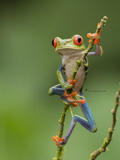 Poisonous Tree Frog, Art Reference Nature Photos, Frog Photography Nature, Frog Reference Photo, Red Eyed Tree Frog Drawing, Animal Photo Reference, Nature Reference Photos, Red Eye Frog, Frog Reference