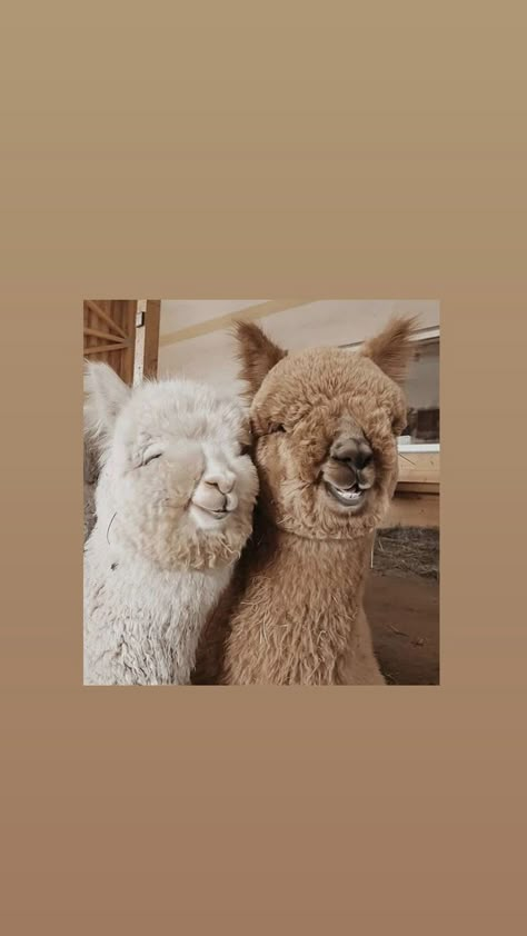 Cute Alpaca Aesthetic, Aesthetic Profile Picture Cartoon Soft, Cute Alpaca, Cute Llama, Iphone Wallpaper Pattern, Baby Horses, Cute Cat Wallpaper, Cute Animals Images, Pretty Animals