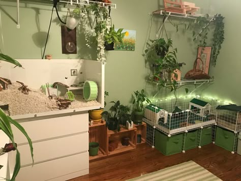 Small Animal Room Ideas, Hamster Room Ideas, Small Pet Room Ideas, Pet Room Aesthetic, Small Guinea Pig Cage Ideas, Aesthetic Pet Room, Animal Room Ideas Pets, Ferret Room Ideas, Aesthetic Guinea Pig Cage