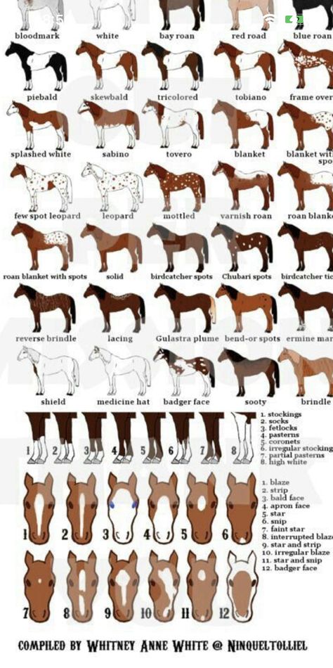 Animal Genetics, Paint Horse Breed, Horse Color Chart, Mlp Reference, Horse Colours, Horse Markings, Horse Coat Colors, Fire Icons, Artist Tutorials