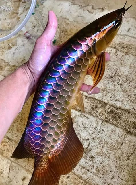 Ikan Air Tawar, Rare Fish, Dragon Fish, Fresh Water Fish Tank, Freshwater Aquarium Fish, Cool Fish, Beautiful Sea Creatures, Interesting Animals, Exotic Fish