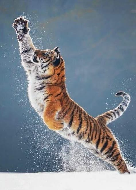 beautiful-wildlife: “Tiger by © Ina Schieferdecker ” Tiger Leaping, Regnul Animal, Wild Animals Photography, Animals Crossing, 20 November, Fox Pictures, A Tiger, The Tiger, Animal Planet