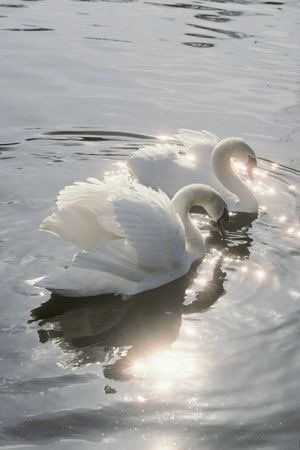 Swans, Swimming, Water, White