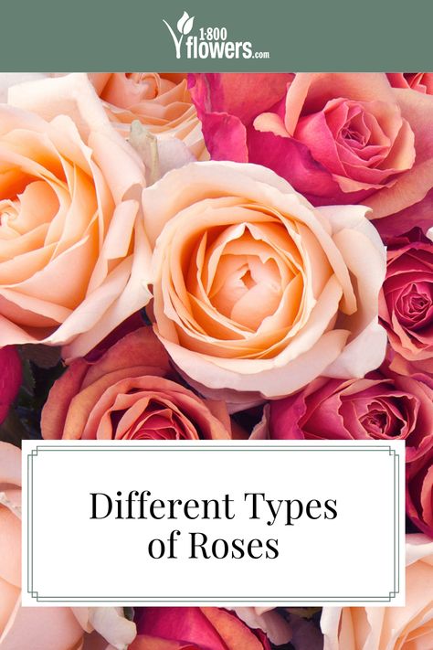 There are so many different types of roses that it can be hard to identify them. We put together information on how to identify roses by different rose colors. Read more to learn all about this famous flower. Varieties Of Roses, Rose Types Different, Types Of Roses For Bouquets, Different Kinds Of Roses, Types Of Roses Chart, Thornless Climbing Roses, Classic Centerpieces, Multicolored Roses, Thornless Roses