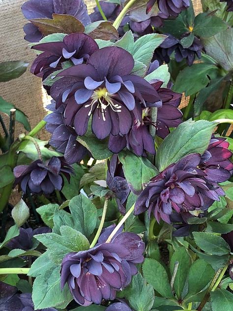 Hellebore Orientalis, Small Town Garden Ideas, Hellebore Plants, Hellebore Plant, Helleborus Orientalis, Goth Garden, Flower Boutique, Cut Flower Garden, Christmas Rose