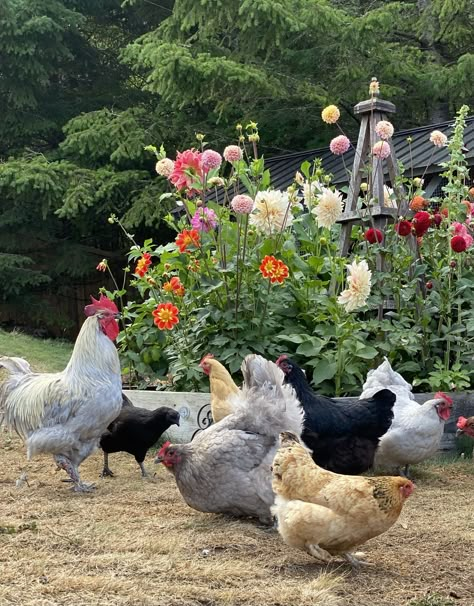 Being Present In The Moment, A Soft Life, Present In The Moment, Deco Champetre, Beautiful Chickens, Future Farms, Farm Lifestyle, Being Present, Chickens And Roosters