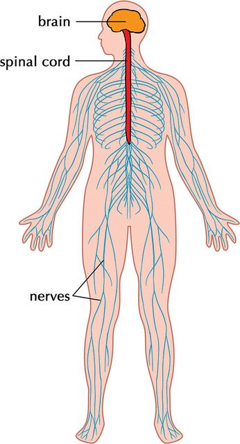 Difference Between Central and Peripheral Nervous System 1 Anatomy Nervous System, Human Body Nervous System, Nervous System Parts, Nervous System Diagram, Nervous System Anatomy, Nervous System Activities, Vintage Short Dress, Human Nervous System, Human Digestive System