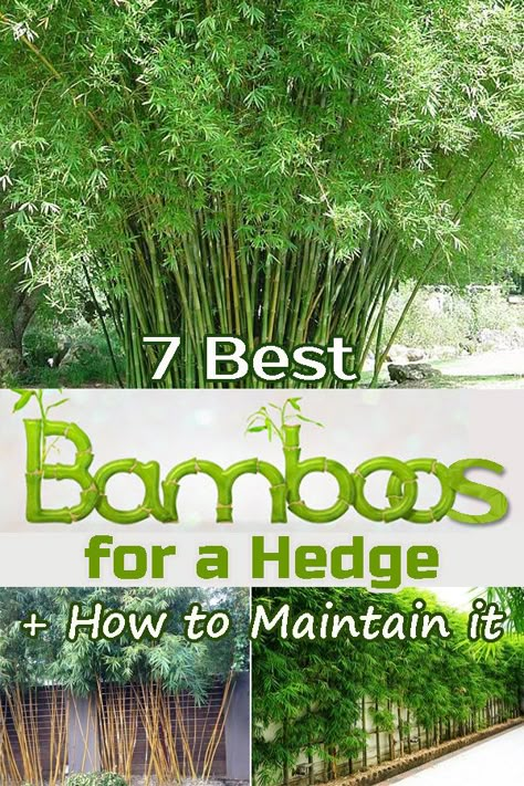 Bamboo Trees For Privacy, Live Bamboo Fence, Bamboo Landscaping Ideas Backyards, How To Grow Bamboo Outdoors, How To Grow Bamboo In Pots, Bamboo Pathway, Bamboo Farming, Bamboo Screening Plants, Bamboo Backyard