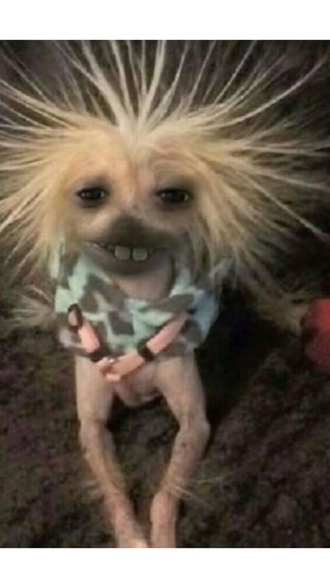 Funny Dog Haircut Pictures, Ugliest Dog In The World, Funny Dogs Pics, Cute Funny Animals Pictures, Dogs Breeds, Crazy Animals Funny, Ugly Things, Ugly Dog, Dog With Dreads