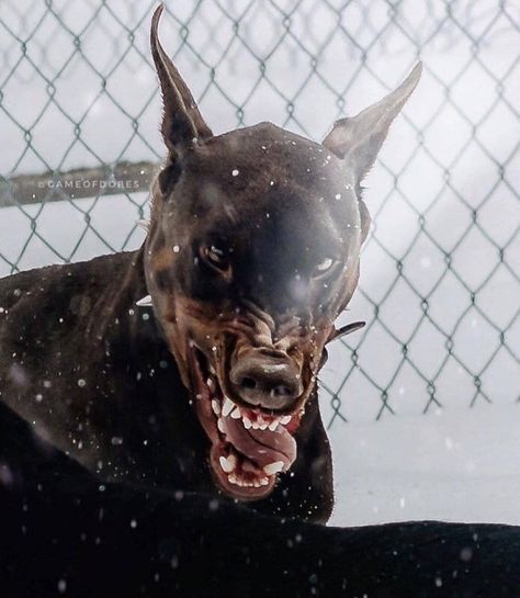 Doberman Character Design, Bad Dog Aesthetic, Doberman Skull, Doberman Barking, Angry Doberman, Doberman Aesthetic, Scared Dog, Dog Throwing Up, Puppies Barking