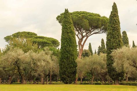 Benefits Of Trees, Pencil Pine, Monterey Cypress, Cupressus Sempervirens, Italian Cypress, Fragrant Garden, Greek Myth, Coastal Gardens, Plants To Grow