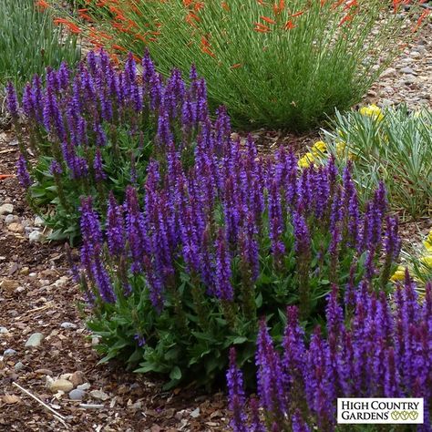 Meadow Sage, Salvia Plants, Purple Salvia, High Country Gardens, Sage Plant, Deer Resistant Plants, Country Gardens, Drought Resistant, Garden Shrubs