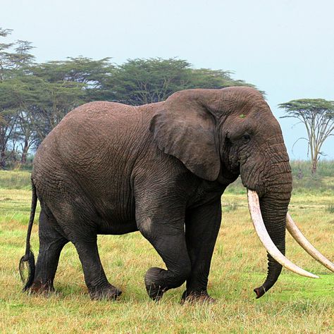 CLOSE ENCOUNTER WITH GIANT TUSKER ELEPHANT – Lerai Forest in the world famous Ngorongoro Crater is home to some of the largest bull tusker elephants in Africa. The elephants in the Crater are unique in that they are predominantly old bulls flaunting giant ivory tusks. They survived the pre-ivory ban days in the 1980s when many large tuskers outside the relative safety of the Crater were poached. #tanzaniaunforgettable #serengeti #africansafari #wildlifeonearth Nursery Elephant Theme, Tusker Elephant, Tattoos Elephant, Drawing Elephant, Sketching References, Africa Elephant, Elephant Photo, African Forest Elephant, Elephant Themed Nursery