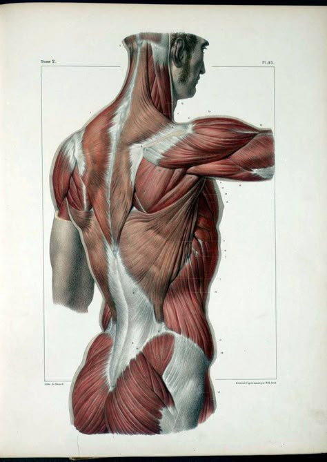 Anatomy Illustrations 1800s | Torben Friedrich | Flickr Body Muscle Anatomy, Human Muscle Anatomy, Anatomy Images, Face Anatomy, Human Body Anatomy, Muscle Anatomy, Human Anatomy Drawing, Human Anatomy Art, Anatomy Sketches