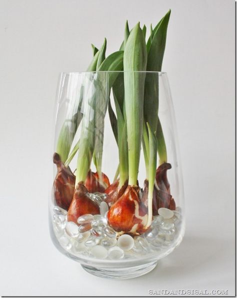 How to Force Tulip Bulbs in Water Tulips Indoors, Bulbs In Water, Tulip Bulbs, Deco Floral, Ikebana, Garden Seeds, In Water, Tulips, Glass Vase