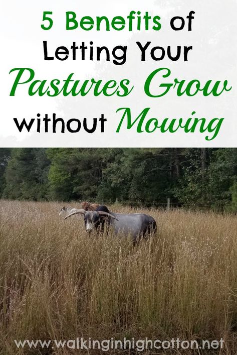 Rotational Grazing, Pasture Management, Raising Cattle, Cow Pasture, Raising Farm Animals, Modern Homesteading, Vegetables To Grow, Future Farms, Homestead Farm