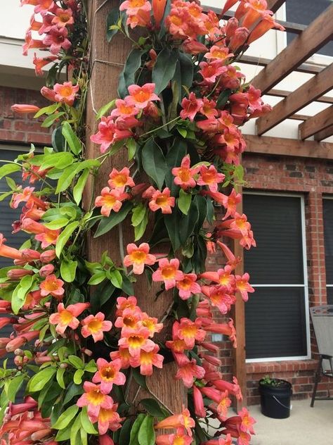 Vines Garden Ideas Tangerine Crossvine, Climbing Flowering Vines, Vine Fence, Texas Gardens, Fast Growing Vines, Texas Plants, Fast Growing Evergreens, Evergreen Vines, Climbing Flowers