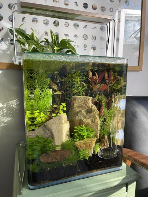 Fish Tank Goldfish, Eco Fish Tank, Studio Ghibli Fish Tank, Beta Tank Ideas, Fish Tank Set Up, Cute Fish Tanks, Fish Tank Decor Ideas, Aesthetic Fish Tank Ideas, Cute Fish Tank Ideas