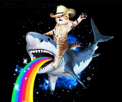 Space Animals, Image Swag, Nyan Cat, Cats Pictures, Silly Cats Pictures, Silly Images, 웃긴 사진, Silly Animals, Silly Pictures