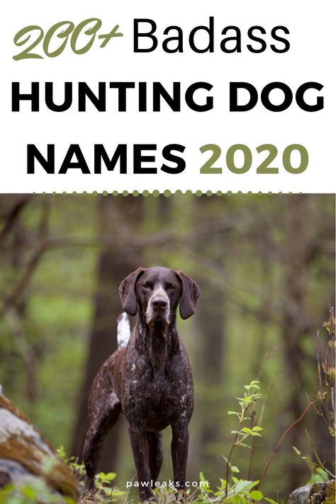 Choosing a fitting name for your male or female hunting dog isn’t easy and requires a lot of time skimming through lists on the internet. Whether you are looking for a cool, badass, unique, fun or meaningful hunting dog name for your sporting breed, this list will inspire you with 200+ name ideas for retrievers, pointers, hounds, spaniels, setters, terriers, duck hunting or gun dogs. This post will also feature fishing, pheasant hunting dog names and hunting dog names for Labs. #huntingdognames How To Train A Hunting Dog, Corgi Names List Male, Male Dogs Names Unique, Female Hunting Dog Names, Western Names For Dogs, Female Dog Names Country, Western Dog Names Boy, Girl Hunting Dog Names, Strong Dog Names Male