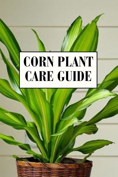 Corn Plant Care Guide Corn Plant Indoor Care, Corn Plant Indoor, Corn Plant Care, Dragon Plant, Healthy Corn, Plant Jungle, Plant Care Guide, Corn Plant, Plant Indoor