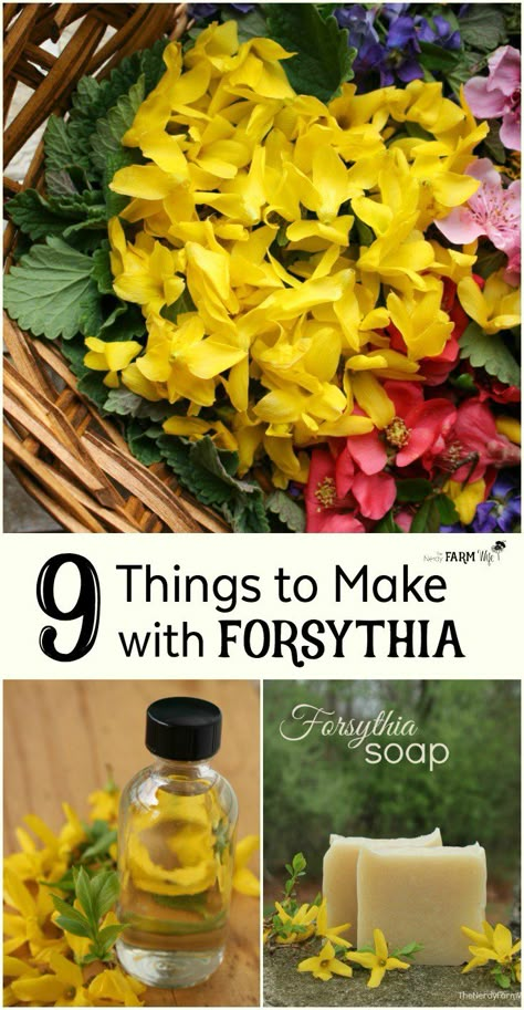 9 Creative Things to Make with Forsythia Flowers. Forsythia flowers are edible and can be used to make food and DIY beauty care recipes. Here are 9 fun, pretty and practical ways to use forsythia flowers. Foraging Medicinal Plants, Diy Tinctures Herbal Medicine, Plant Remedies Herbal Medicine, Michigan Foraging, Forsythia Medicinal Uses, Wild Food Foraging, Edible Wild Plants, Healing Plants, Herbal Apothecary