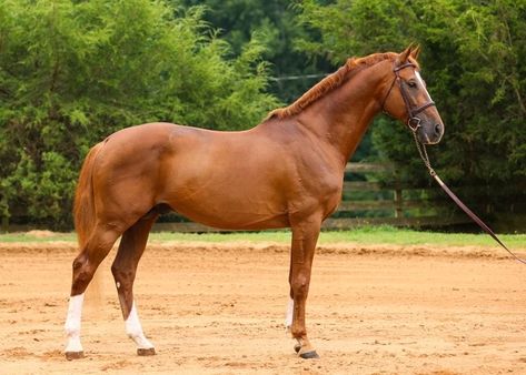 Holsteiner Horse, Hanoverian Horses, 13 Wishes, Horse Conformation, Chestnut Horses, Standing Horse, Horse Standing, Horse Poses, Warmblood Horses