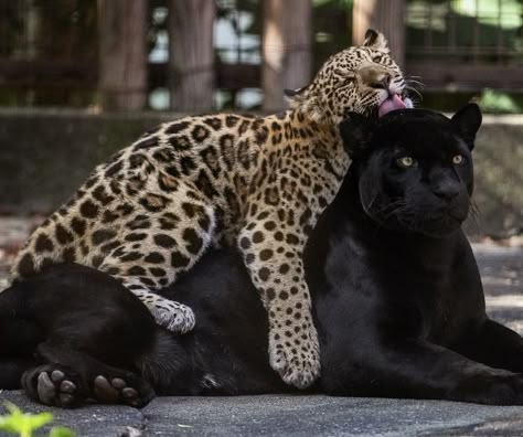 Panther Pictures, Black Jaguar, Cheetah Animal, Pretty Animals, Cat Aesthetic, Own It, Leopards, Beautiful Cats, Cute Funny Animals