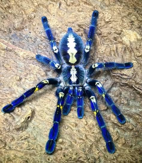 Aesthetic Tarantula, Cool Looking Spiders, Peacock Tarantula, Rare Spiders, Tarantula Room, Unique Spiders, Pretty Spiders, Colorful Spiders, Cool Spiders