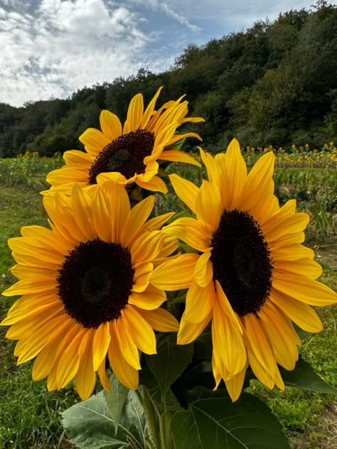 sunflower field #sunflower #field #summer #fall #fresh #aesthetic #flowers #yellow Mammoth Sunflower, Sunflower Patch, Fresh Aesthetic, Rose Garden Design, Flower Identification, Sunflower Pictures, Sunflower Wallpaper, Flowers Yellow, Aesthetic Flowers