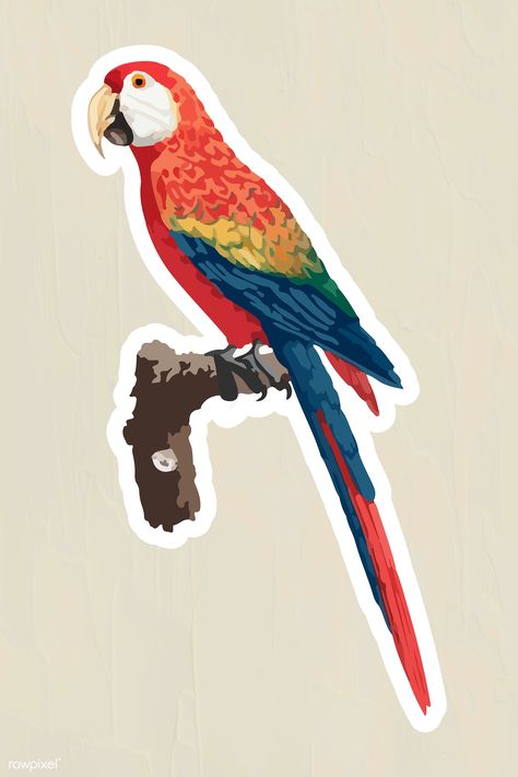 Animales Aesthetic, Parrot Collage, Parrot Png Hd, Indian Parrot Illustration, Parrot Sticker Printable, Birds Stickers, Parrot Flying Illustration, Macaw Bird, Bird Outline