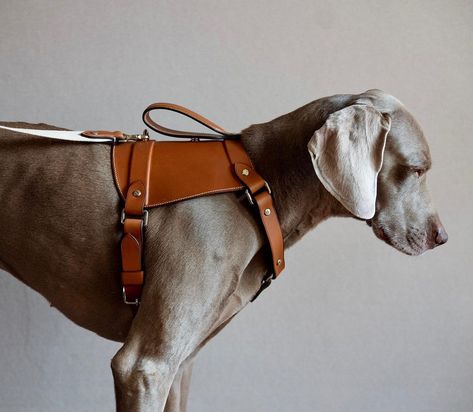 @tola.italo on Instagram: “Finished fitted harness for Bandit. Handstitched Barenia leather with integrated straps and matching leash. Fully dyed and burnished edges.…” Leather Dog Accessories, Leather Edge Finishing, Dog Harness Tutorial, Dog Armor, Dog Harness Leather, Dog Harness Pattern, Leather Dog Harness, Dog Accesories, Puppy Harness