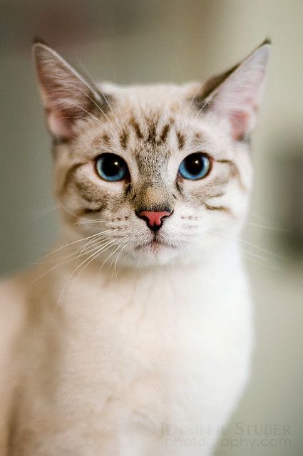 Benji | Jennifer Stuber | Flickr Rare Cats, Cat Reference, Söt Katt, Cat Pose, Here Kitty Kitty, Warrior Cat, Animal Faces, I Love Cats, Siamese Cats