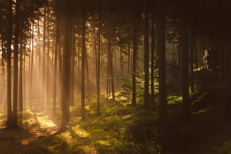 "Morningforest" by Hud1ai2!  #photography #forest #nature #sunrise #wanderlust #hike #outdoor #trees #wood Morning Forest, Nothing Gold Can Stay, Golden Hour Photos, Forest Tapestry, Golden Hour Photography, Spring Forest, Lost In The Woods, Foggy Morning, Photo Tree