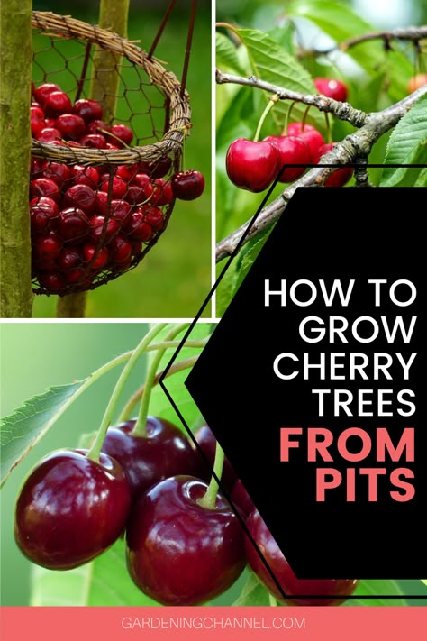 Growing Cherry Trees From Pits, How To Grow A Cherry Tree From A Pit, Planting Cherry Seeds, Cherry Tree From Seed, Fast Growing Fruit Trees, Growing Cherry Trees, How To Grow Cherries, Cherry Seeds, Potted Fruit Trees