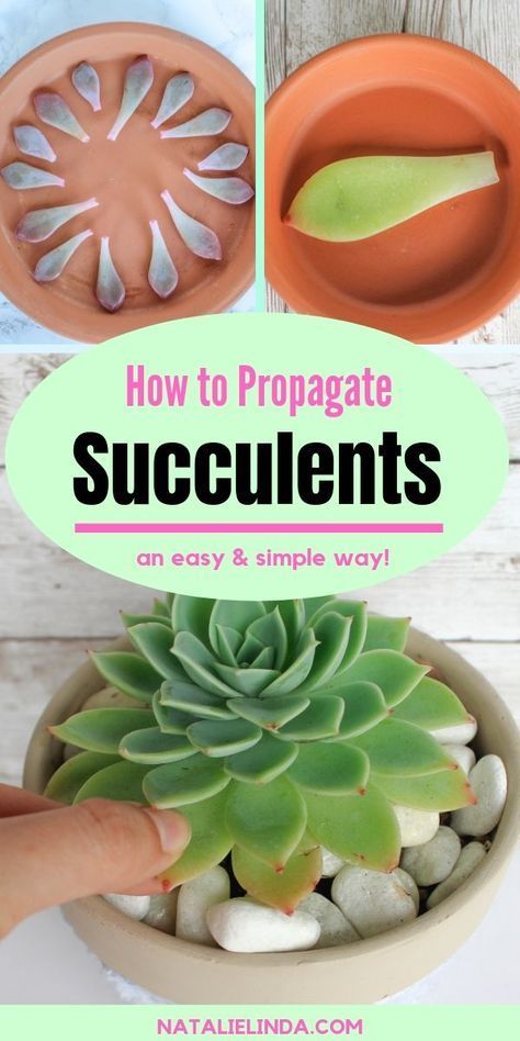 Multiplier Des Plantes Grasses, How To Propagate Succulents, Propagate Succulents From Leaves, Propagate Succulents, Kaktus Dan Sukulen, Succulent Garden Design, Succulent Collection, Succulent Garden Diy, Propagating Succulents