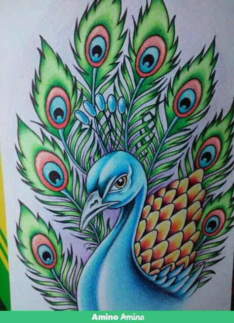 Drawing A Peacock, Drawing Of Peacock, Peacock Drawing With Colour, 50 Tattoo, Peacock Drawing, Color Pencil Sketch, Nature Art Drawings, Peacock Painting, Flower Art Drawing