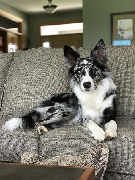 Old Border Collie, Blue Merle Border Collie Puppy, Blue Border Collie, Border Collie Merle, Dog Drawing Reference, Blue Merle Border Collie, Merle Border Collie, Funny Dog Quotes, Big Dogs Breeds