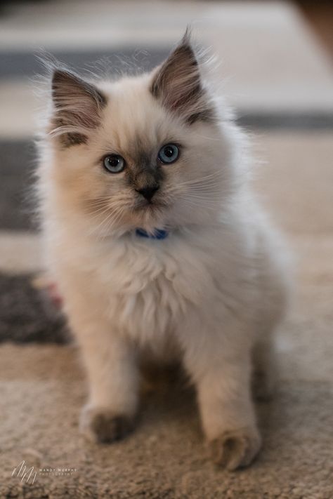 Blue Point Ragdoll Kitten, Blue Lynx Point Ragdoll, Blue Point Siamese Kitten, Anime Cat Art, Lynx Ragdoll, Kitten With Blue Eyes, Blue Point Ragdoll, Ragdoll Cat Breed, Ragdoll Kittens For Sale