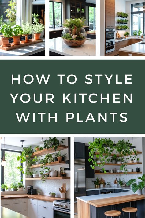 Examples of different plants that you can use to style your kitchen and how best to use them. Plants On Kitchen Shelves, Kitchen Plant Aesthetic, Live Plants Above Kitchen Cabinets, Plant In The Kitchen, Kitchen Shelves With Plants, Real Plants On Top Of Kitchen Cabinets, Plants For Kitchen Cabinets, Plants In Kitchen Decor, Kitchen House Plants