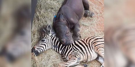 Baby Zebra Comforts Orphaned Rhino Calf And Helps Her Heal - The Dodo Animal Relationships, Unlikely Animal Friends, Wild Animal Sanctuary, Random Animals, Animal Friendships, Baby Rhino, Unlikely Friends, Animal Magnetism, Africa Animals