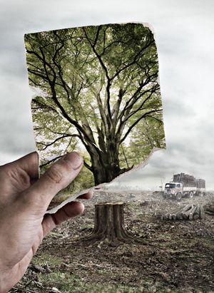 I think of deforestation in this picture because it shows how the tree looked before and now after it was burnt or torn down. I think this picture is also creative. Yoga Kunst, Environment Photography, Charcoal Drawings, Montage Photo, Foto Art, Save Earth, Environmental Art, Save The Planet, Yin Yang