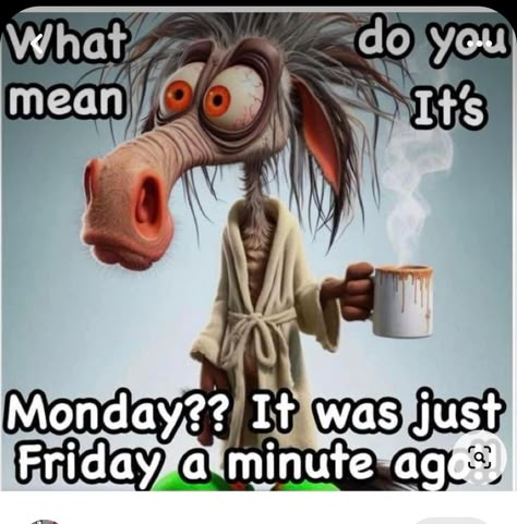 Hello Monday Funny, Funny Morning Quotes Humor Hilarious, Monday Morning Quotes Funny, Weekday Humor, Verknipte Humor, Monday Funny, Sunday Humor, Funny Day Quotes, Good Morning Funny Pictures