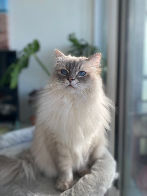 Female blue lynx point ragdoll Lynx Point Ragdoll, Blue Point Ragdoll, Ragdoll Cats, Ragdoll Cat, Lynx, Cat Gif, My Name, Thor, Vision Board