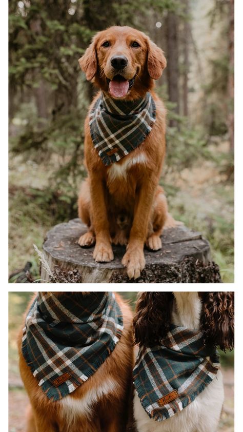 Dogs In Bandanas, Dog Wearing Bandana, Dogs With Bandanas, Dog Bandana Photography, Boy Dog Bandana, Fall Dog Bandana, Cute Dog Bandanas, Dog Bandana Display Ideas, Dog Product Photography