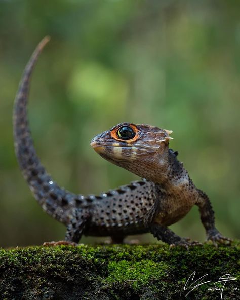 Red Eyed Crocodile Skink, Crocodile Skink, Beast Creature, Cute Reptiles, Unusual Animals, Reptiles And Amphibians, Lizards, Weird Animals, Animals Images