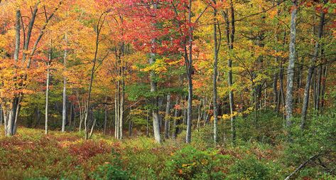 Woodland Interior, Temperate Deciduous Forest, Temperate Forest, What Wallpaper, Biomes Project, Luzerne County, Deciduous Forest, Concept Art Environment, Animal Habitat