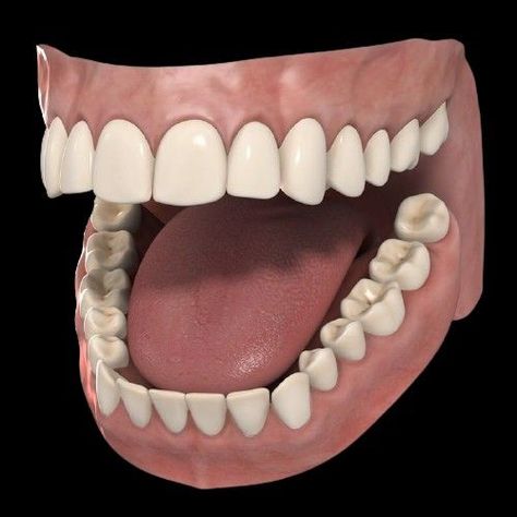 Mouth Study, Mouth Anatomy, Model Anatomy, Teeth Anatomy, Teeth Model, Teeth Drawing, 3d Anatomy, Head Anatomy, Teeth Art