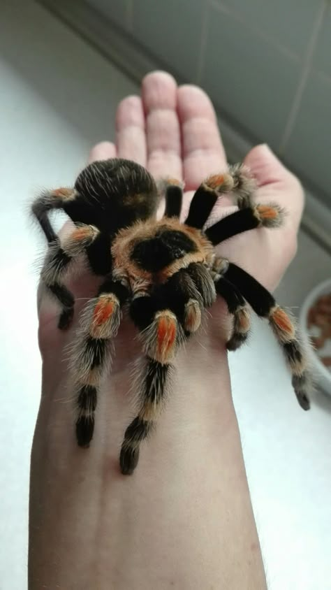 Mexican Red Rump Tarantula, Mexican Fire Leg Tarantula, Pet Tarantula Aesthetic, Goliath Bird Eater Tarantula, Aesthetic Tarantula, Trantuala Spider, Big Tarantula, Colorful Tarantula, Tarantula Aesthetic